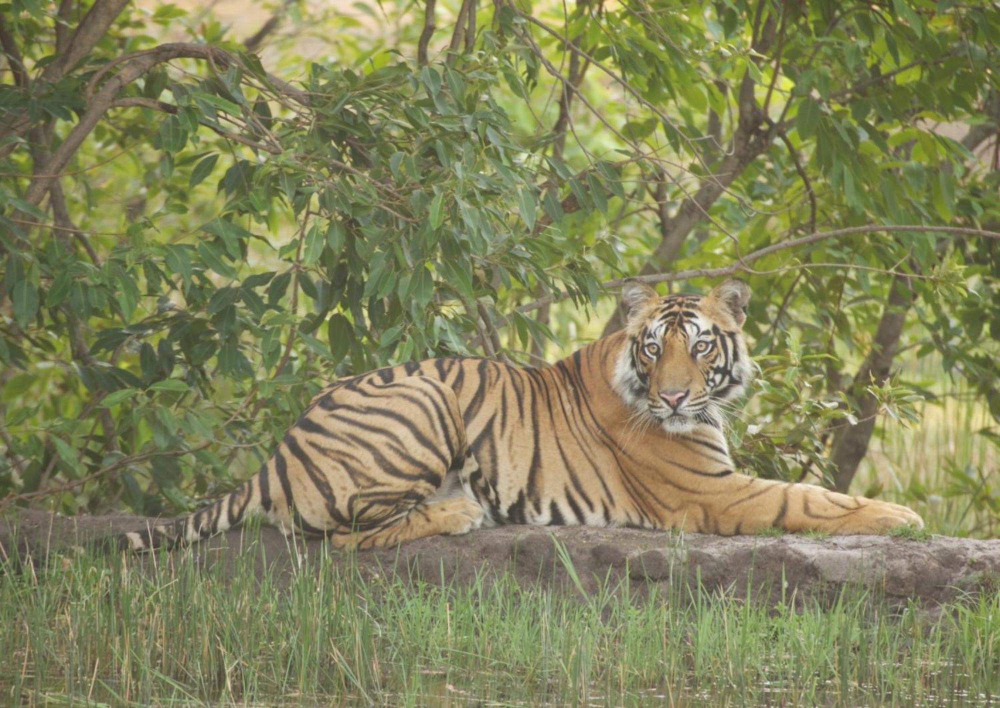 Tiger Tops Karnali Lodge Bardiya Exterior photo