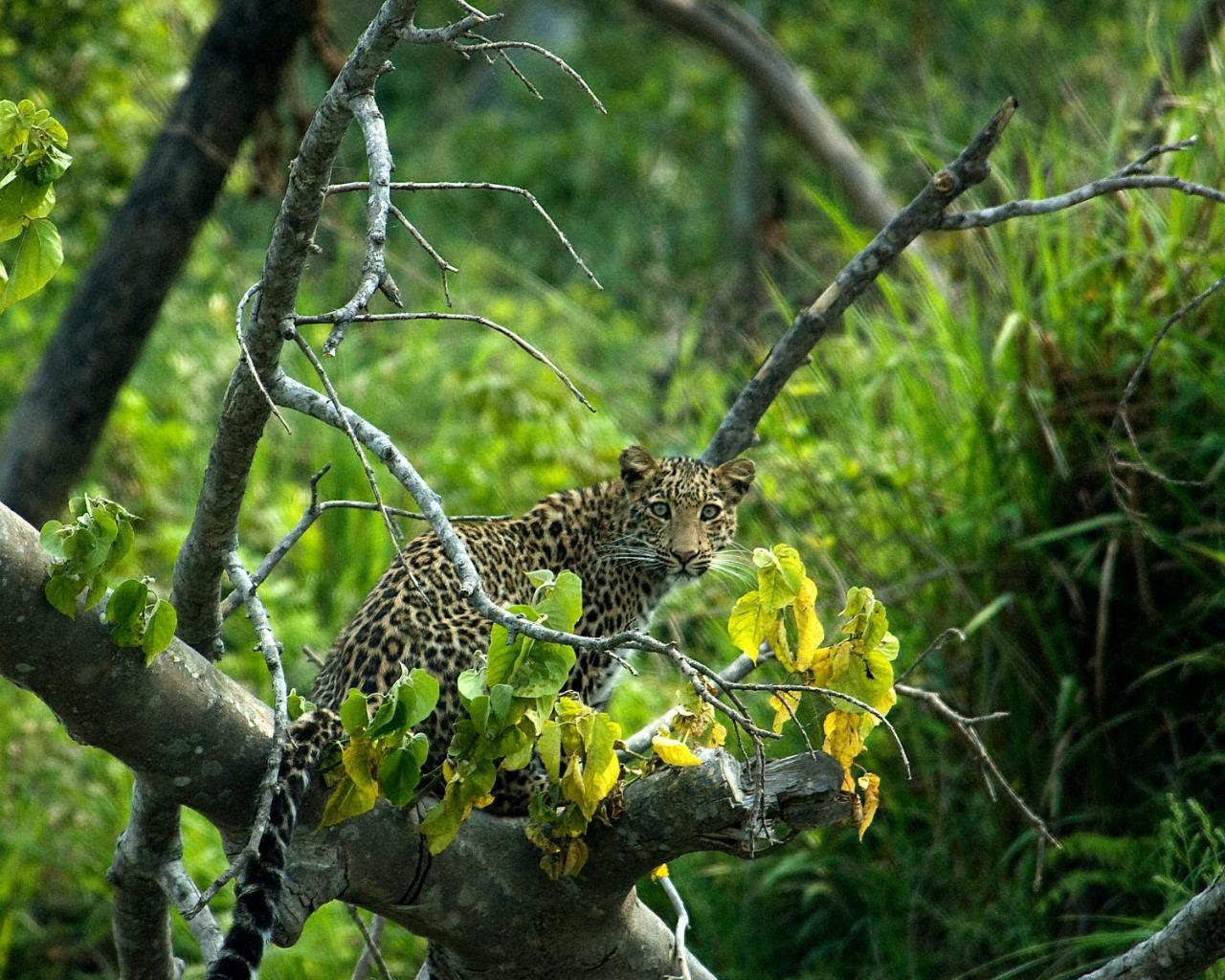 Tiger Tops Karnali Lodge Bardiya Exterior photo